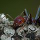 Illustration for article titled These Ants Are Satans Gardeners